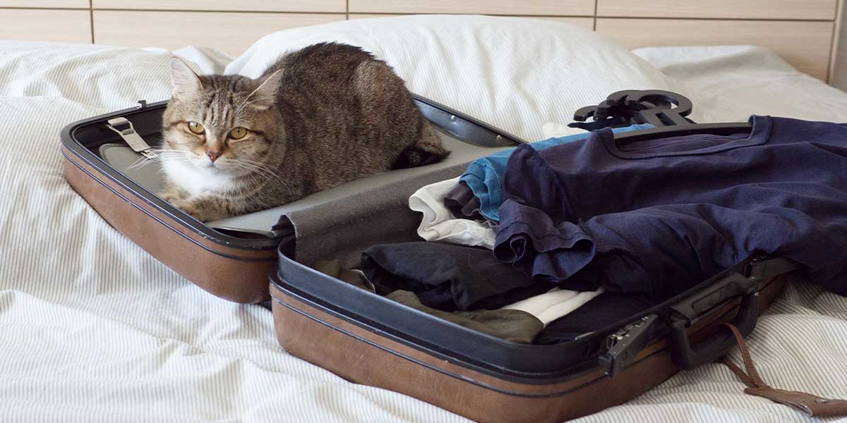A cat getting ready to immigrate to the US