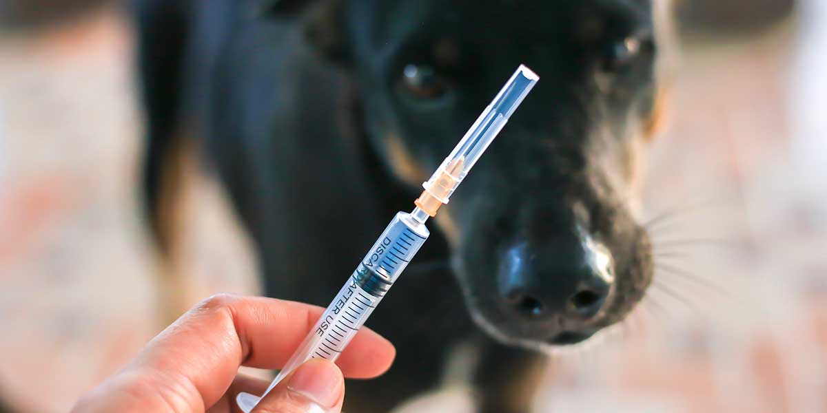 A dog getting a vaccine before immigrating to the US